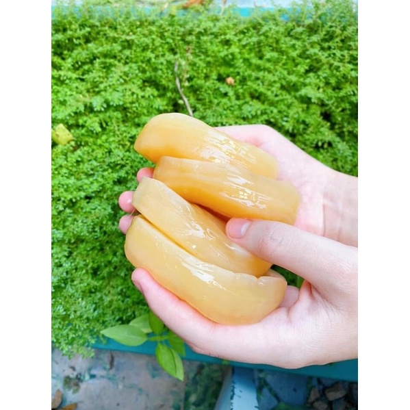 Con giống Scoby làm trà Kombucha - To, khỏe kèm nước mồi