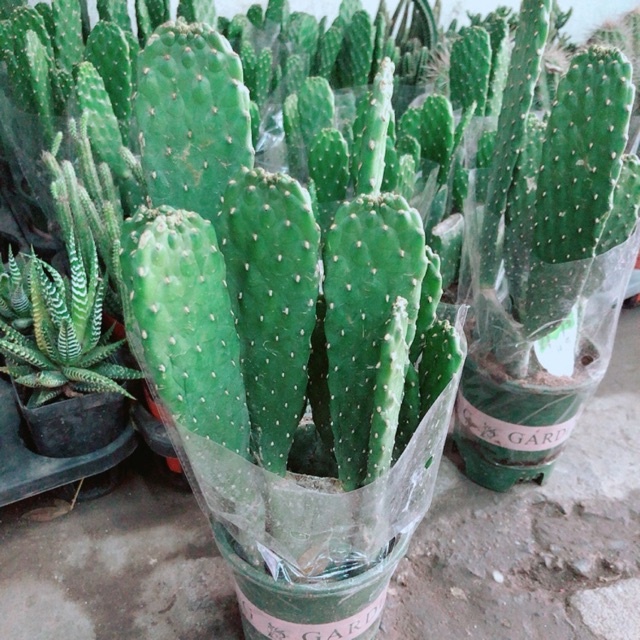Chậu Xương Rồng Bụi