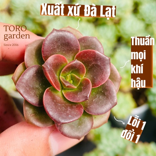 Sen đá nhật nguyệt Đà Lạt size mini cây cảnh trang trí nhà cửa Toro garden