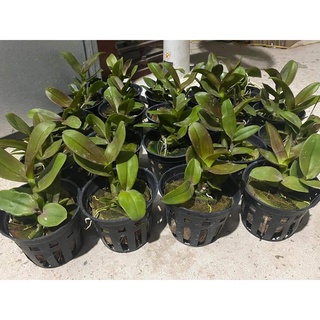 HOA LAN CHỚP VÀNG ĐỎ XỔ 5%
