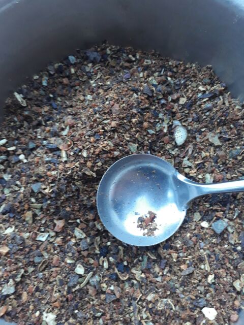 HẠT GẤC đã rang giã 1kg. Cam kết chất lượng | BigBuy360 - bigbuy360.vn