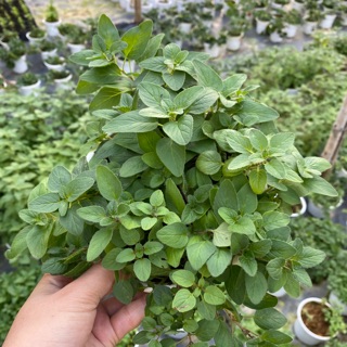 CÂY BẠC HÀ OREGANO - HƯƠNG VỊ PIZZA TRUYỀN THỐNG