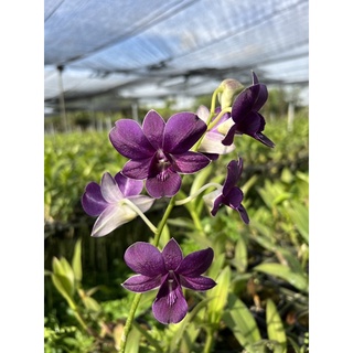 Hoa Lan nắng ngọc trai đen cây đang nụ