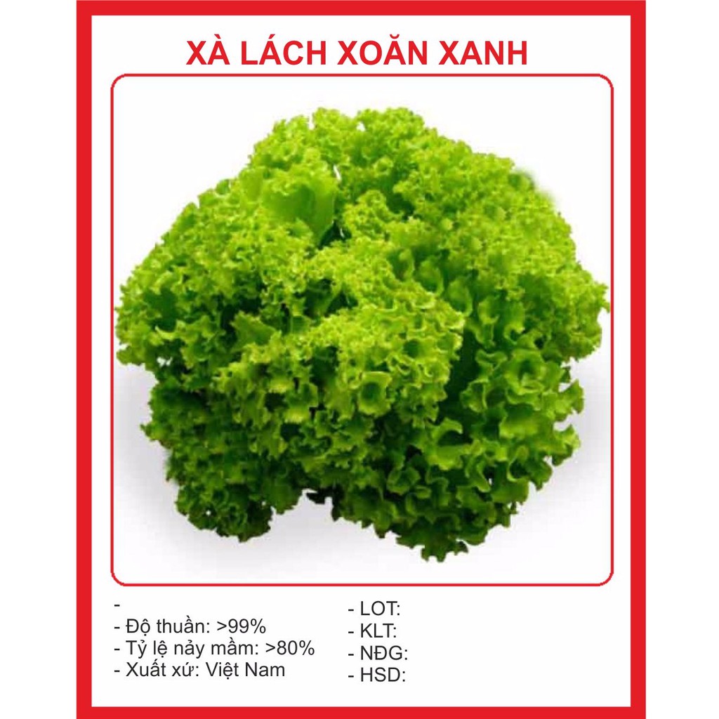  Hạt Giống Xà lách Xoăn Xanh 5gr