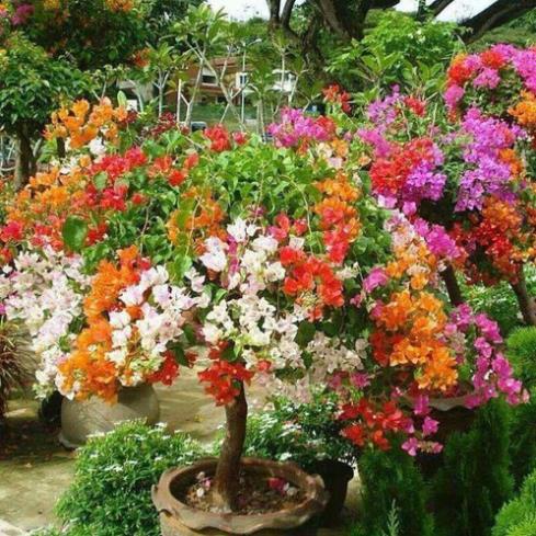 CÂY HOA GIẤY NGŨ SẮC CHUẨN ĐẸP⚡Freeship⚡ 🌴Mua 4 tặng 1 cây bất kì🌴