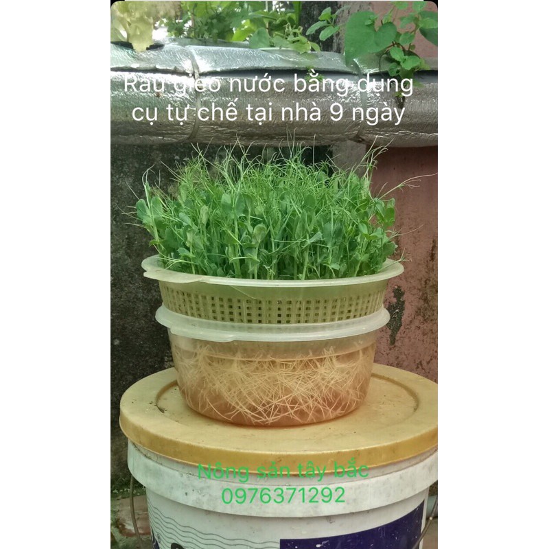 💥 1kg HẠT GIỐNG RAU MẦM ĐẬU HÀ LAN, RAU MẦM, NÔNG SẢN TÂY BẮC, ĐÍNH KÈM CÁCH GIEO NƯỚC