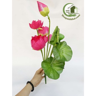Hoa sen giả - Bụi sen lá cuốn lớn