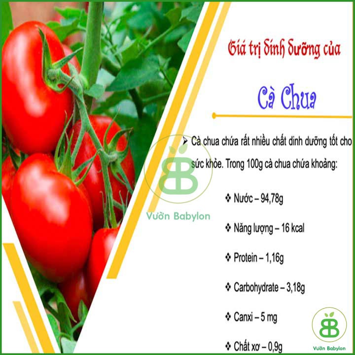 Hạt Giống Cà Chua Trái To F1 0,1Gr Sai Trái