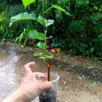 Combo 4 cây dâu tằm