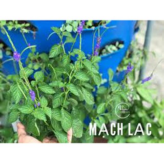 HẠT GIỐNG CỎ ĐUÔI CHUỘT (Mạch lạc) - 10 hạt/ gói