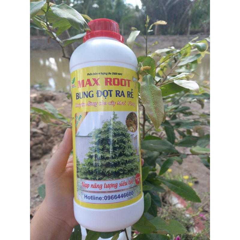 Bung đọt ra rễ - chuyên mai vàng