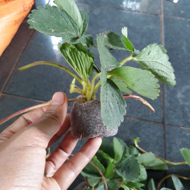 5 cây giống dâu tây