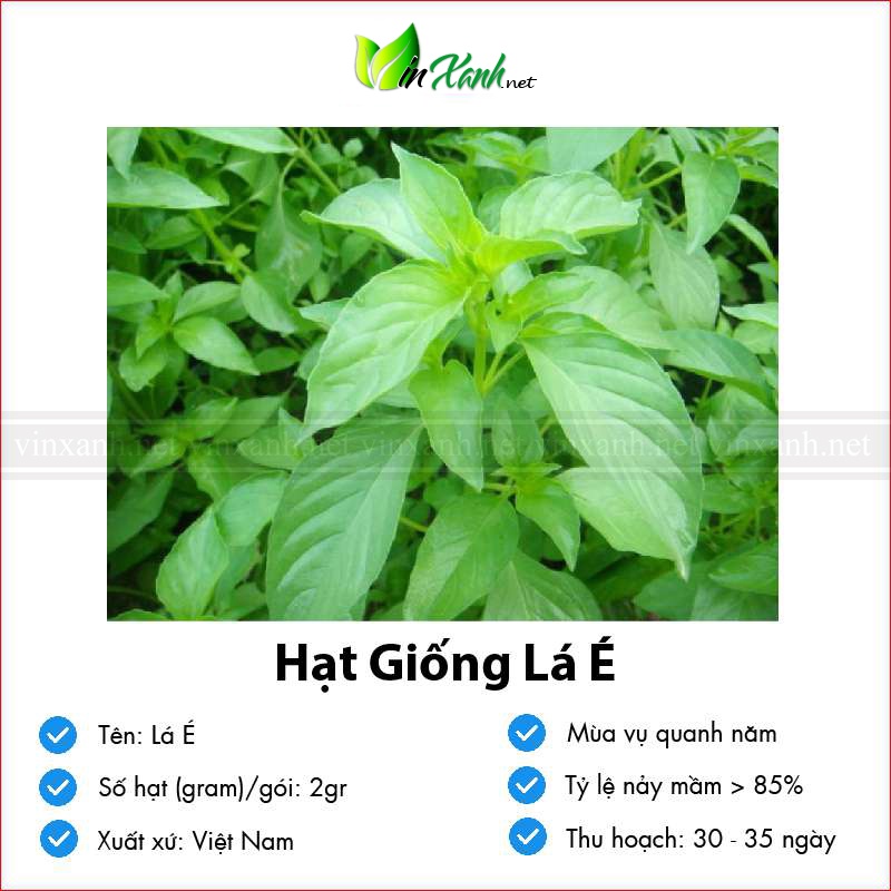 Hạt giống rau húng trắng / é trắng thơm - NGUYÊN GÓI hàng Công ty tuyển chọn tỷ lệ nảy mầm cao