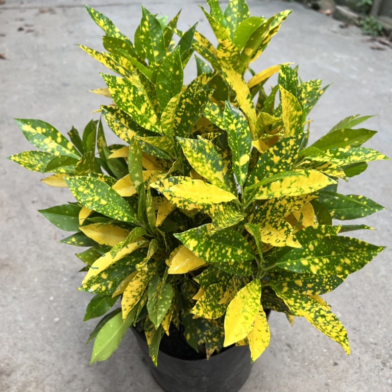 Cây cô tòng vàng anh cao 25-30cm, cây cảnh trồng ven tường, trang trí sân vườn và công viên