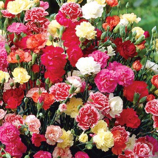 20 HẠT GIỐNG HOA CẨM CHƯỚNG NHIỀU MÀU