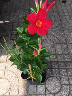 Cây hoa trang đài siêu hoa