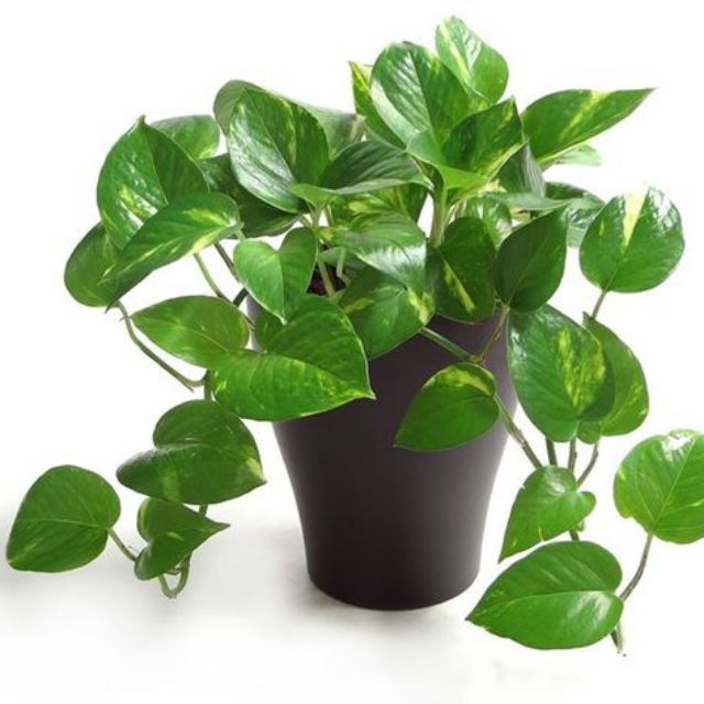 Trầu Bà Ta KT: Nhỏ, trung, lớn