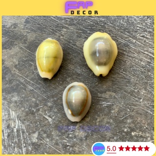 Combo 3 vỏ ôc ngọc traii phong thủy trang trí nhà cửa, decor trang trí thủy sinh