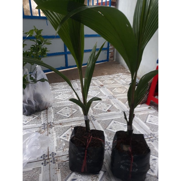 Dừa sáp 170k/1 cây