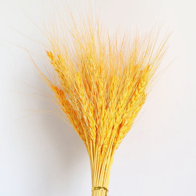 🌸Loại đẹp🌸 Cành lúa mạch khô nhiều màu decor trang trí sử dụng chụp ảnh - Bông lúa mạch
