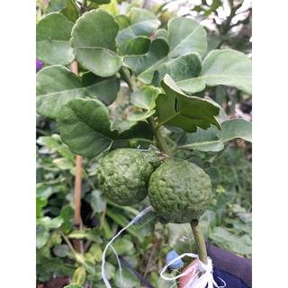 Cây trúc giống,chanh chúc.