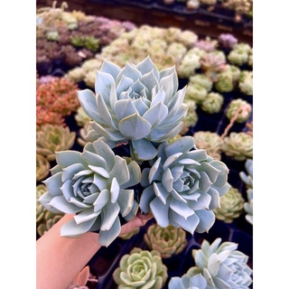 Sen đá ngọc trinh size bầu 4-6 cm