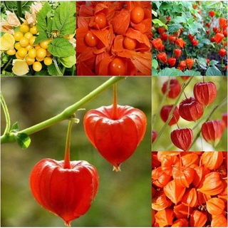 Quả nang, hạt giống quả gái, chua ngọt, thơm ngon, mau lớn 30h