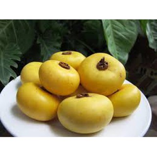 cây THỊ giống (cây thị thơm cổ tấm cổ tích)