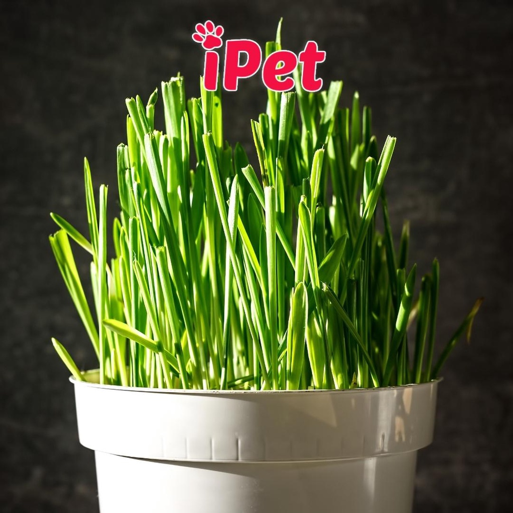 Hạt giống đất trồng cỏ mèo tươi khạc búi lông - iPet Shop