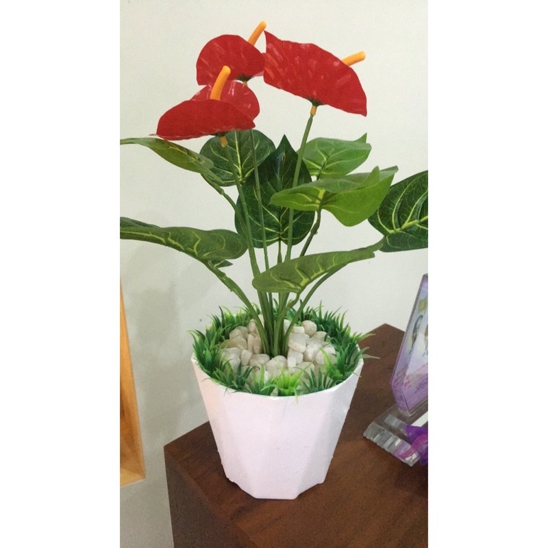 chậu nhựa kim cương trắng trồng cây kích thước 15x13 cm