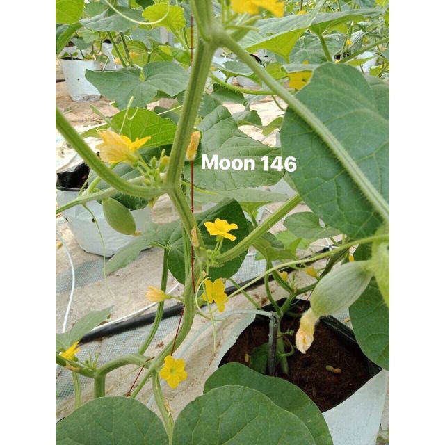 Gói 10 HẠT GIỐNG DƯA LƯỚI NHẬT MOON 146 chịu nhiệt