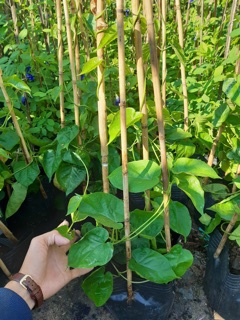 Cây hoa thiên lý