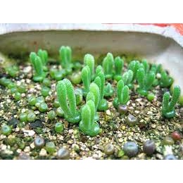 Hạt Giống Cây Tai Thỏ 20 hạt