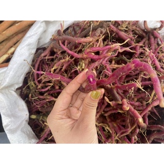 1kg Viễn chí rừng