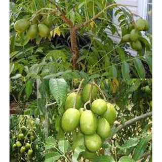 CÂY GIỐNG CÓC THÁI LÙN
