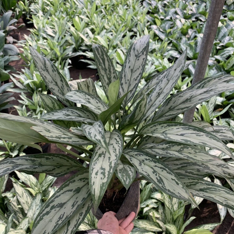 Cây ngân hậu trồng nội thất cao 35cm, bụi cây xum xuê tươi tốt mang vẻ đẹp lạ mắt, thích hợp trồng nội thất và để bàn