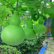 Hạt Giống Bầu Hồ Lô King Khổng Lồ 888 Phú Nông - Gói 1g