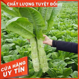 HẠT GIỐNG RAU DIẾP NẾP ĐÀI LOAN