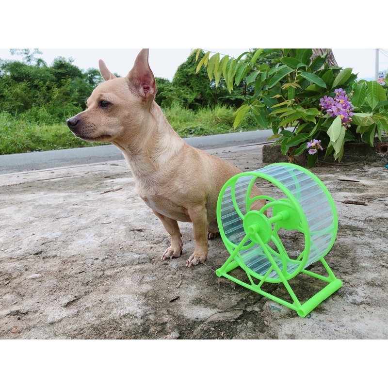 Wheel Tesoro 15cm - size lớn. Vòng quay tập thể dục cho hamster