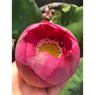 Củ sen Hạ Mơ