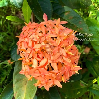 (1 chậu) Cây bông trang vàng hường - 1 cốt (cao từ 35 - 55cm), lá trung