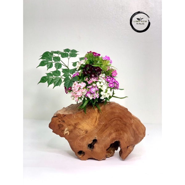 Bình Cắm Hoa Ikebana, bằng gỗ Lũa Đinh Hương rất thơm. Cắm được Hoa tươi và khô