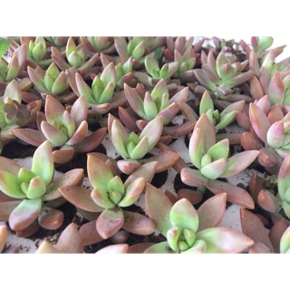 Sen đá đá đỏ lá dài size mini