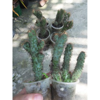 cây xương rồng núi vàng.ảnh thật y hình