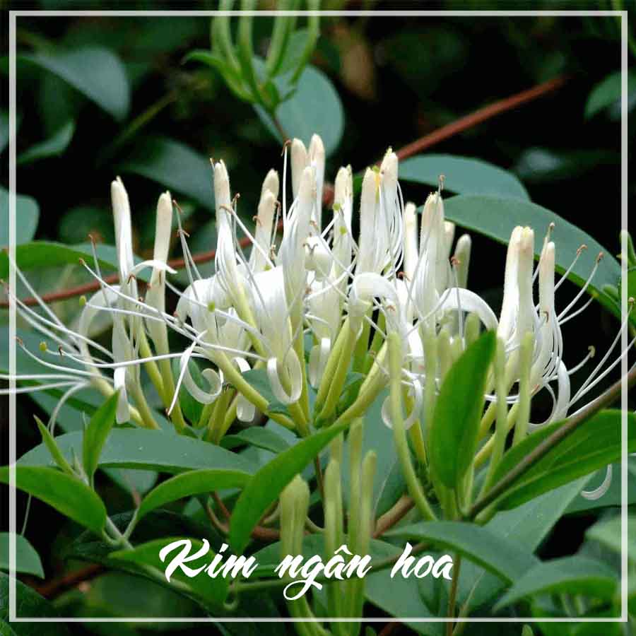 Thảo dược KIM NGÂN HOA khô sạch đóng gói 100gram - congtyduoclieuhonglan