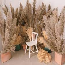 Cành lau xù tự nhiên Cành lau to decor Pampas grass