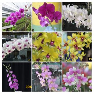 Hoa lan Dendro màu cho hoa tết 2020