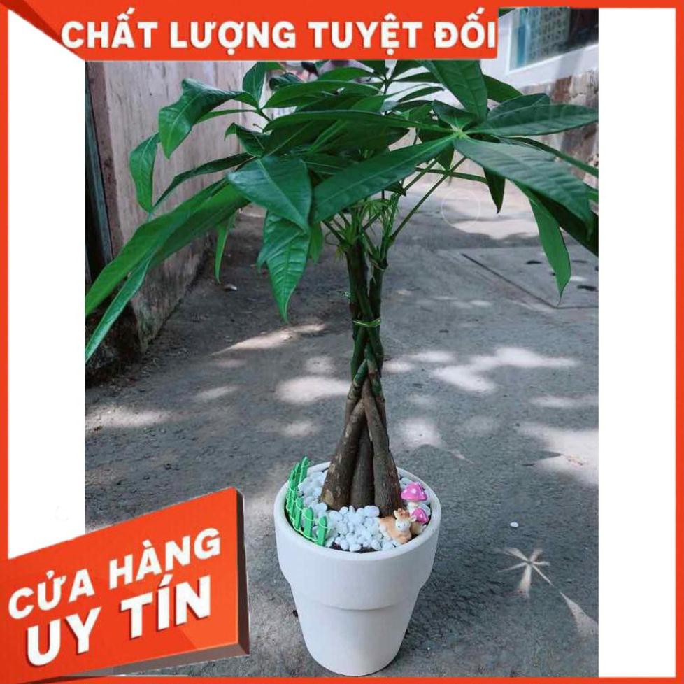 Chậu kim ngân thắt bím 5 thân  Nhiều Người Mua