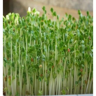 Hạt giống Mầm cải ngọt
