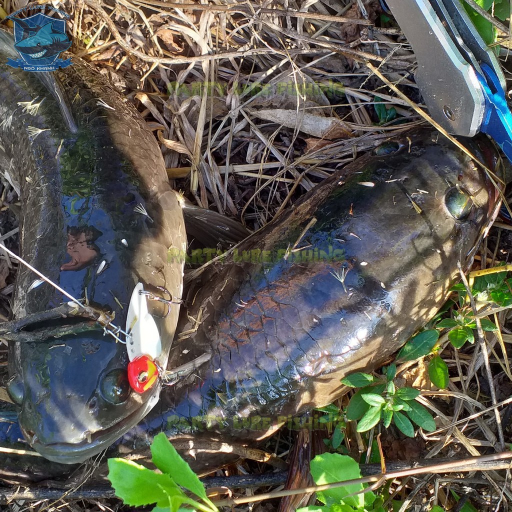 Mồi Câu cá lóc - Cá sắt VIP 35 - 7g -  Mắt 3D - Body nhỏ - Run lắc chuẩn - Có thể trị được cá nhát mồi